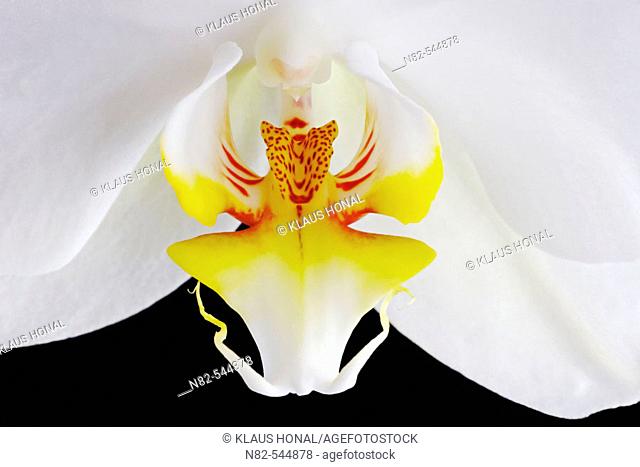 Orchid blossom close up - cultigen