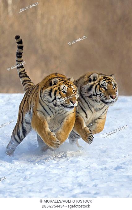 China, Harbin, Siberian Tiger Park, Siberian Tiger (Panthera tgris altaica)