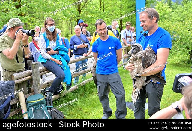 10 June 2021, Bavaria, Ramsau Bei Berchtesgaden: The female bearded vulture ""Bavaria"" is shown to the fence guests by Toni Wegscheider