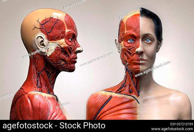 Human body anatomy muscles structure of a female, front view side view, 3d render