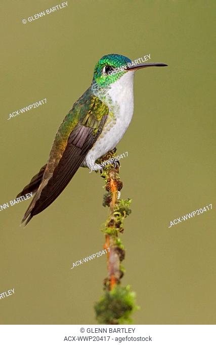 Andean Emerald hummingbird Amazilia franciae perched on a branch in the Tandayapa Valley of Ecuador