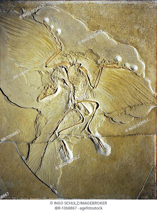 Archaeopteryx fossil (Archaeopteryx lithographica), the most well preserved specimen worldwide, Museum fuer Naturkunde, Natural History Museum, Berlin, Germany