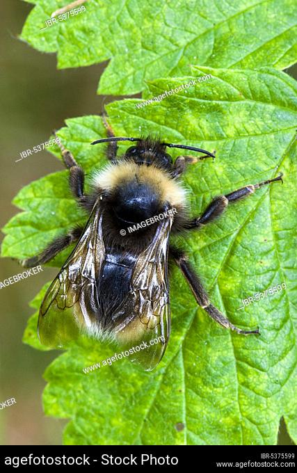 Redshank carder bee (Bombus ruderarius)