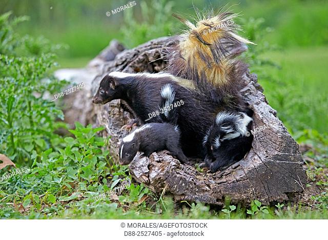United States, Minnesota, Striped Skunk Mephitis mephitis, mother and babies