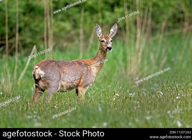 Reh (Capreolus capreolus), Schleswig-Holstein, Deutschland, Europa / Roe deer (Capreolus capreolus), Schleswig-Holstein, Germany, Europe