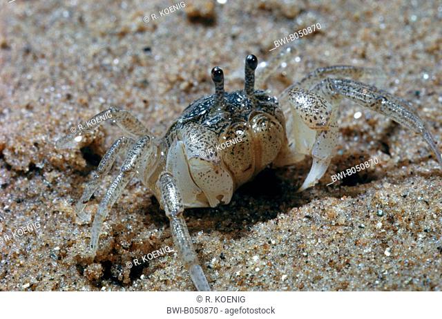 Sand bubbler crab, Soldier crab (Dotilla fenestrata), sitting at the sand beach