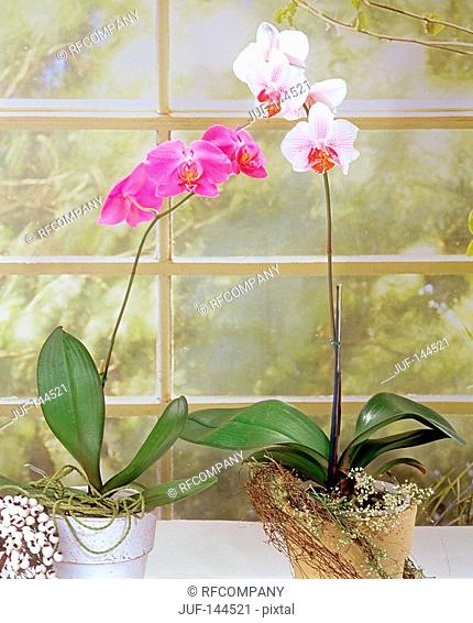 orchid Phalaenopsis