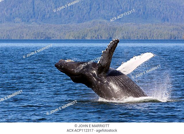 Humpback whale, Megaptera novaeangliae, British Columbia coast, Canada, breaching