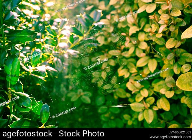 Sun Rays Shining Through Green Bush Leaves Forest