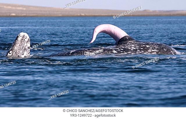 A gray whale's penis is seen during mating in Ojo de Liebre Lagoon near the town of Guerrero Negro in Mexico's southern Baja California state