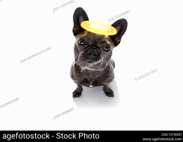 french bulldog dog with guilty conscience with angel halo on the head , isolated on white background