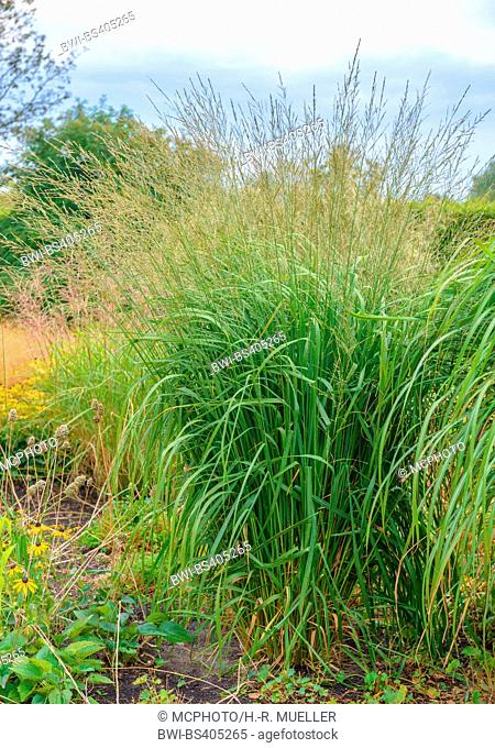 Moor grass (Molinia arundinacea 'Windspiel', Molinia arundinacea Windspiel), cultivar Windspiel, Germany, Lower Saxony