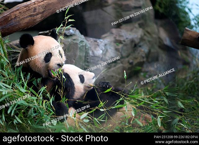 08 December 2023, Berlin: Pandas Paule (l) and Pit sit in their enclosure after a farewell ceremony for them at Zoo Berlin