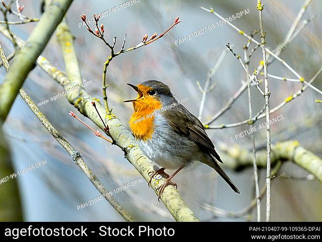 06 April 2021, Berlin: A robin sings in a tree. With its orange breast, the trusting bird is easy to recognize. Photo: Jens Kalaene/dpa-Zentralbild/ZB