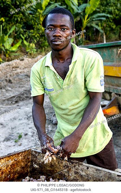 Cocoa planter handling a fresh cocoa harvest near Agboville, Ivory Coast