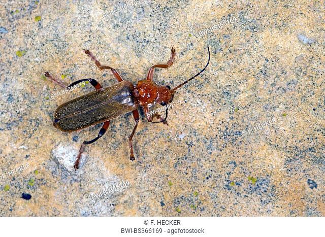 variable cantharid, variable soldier beetle (Cantharis livida), color morph with bright elytrons, Germany