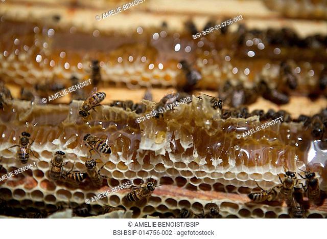 Reportage on a beekeeper in Haute-Savoie, France, who produces organic mountain honey. Arnaud has 250 bee hives managed organically