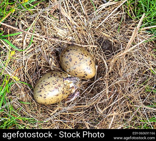 Nest of the Common Gull (Larus canus) lying on the ground with two eggs, one of the eggs is hatching