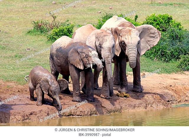 African Elephants (Loxodonta africana), herd with young at the waterhole, Addo Elephant National Park, Eastern Cape, South Africa