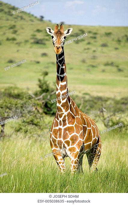 Masai Giraffe stairs into camera at the Lewa Wildlife Conservancy, North Kenya, Africa