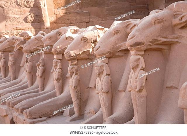 alley with sphinxes with ram heads in front of the Precinct of Amun-Re, Egypt, Karnak, Luxor