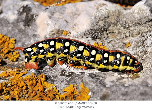 Spurge Hawk-moth (Hyles euphorbiae), caterpillar