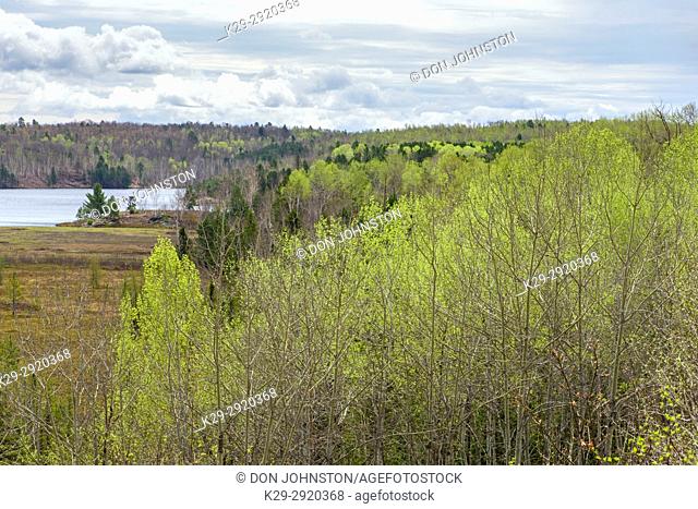 Emerging foliage in early spring aspens in a mixed forest overlooking a leatherleaf bog, Greater Sudbury, Ontario, Canada