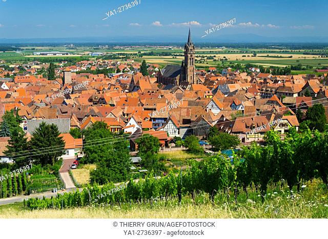 France, Haut-Rhin (68), Wine road, Dambach la ville, vineyards and village during summer