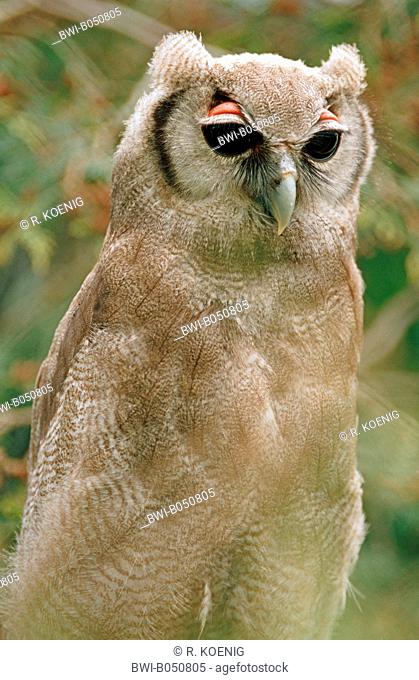 verreaux's eagle owl, Giant Eagle Owl (Bubo lacteus), squeaker