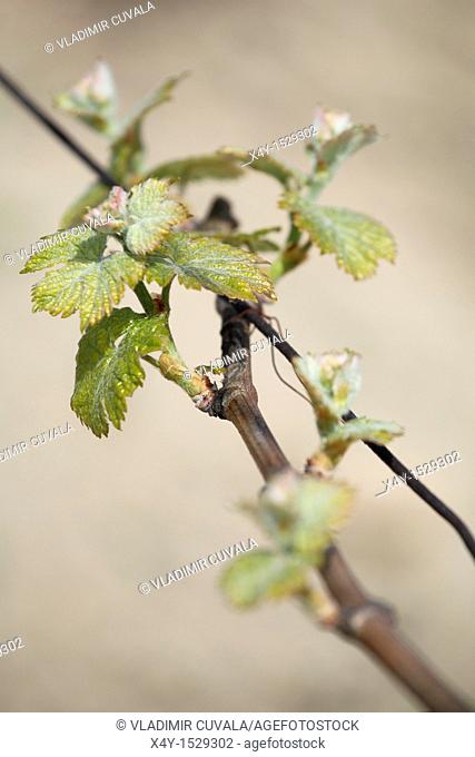 Young buds of Vitis vinifera in early springtime, Male Karpaty, Slovakia