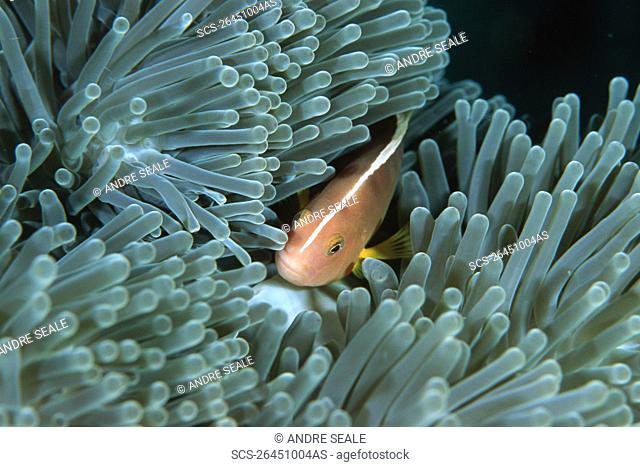 Skunk anemonefish, Amphiprion akallopisos, Similan Islands, Thailand Andaman Sea