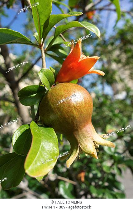 Pomegranate, Punica granatum, Close view of one flower turning into the fruit and one orange flower