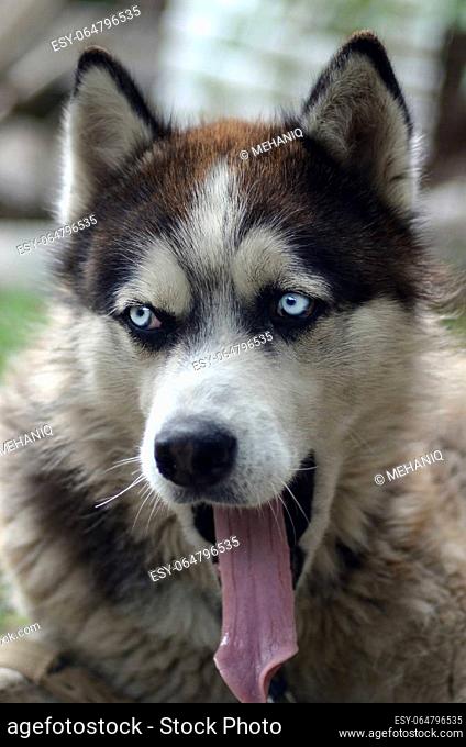 Husky dog yawning at the sun rays. Sleepy dog funny yawns with wide open mouth and long tongue outdoors