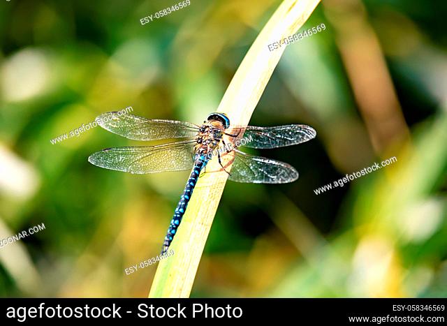 dragonfly, Aeshna cyanea, insect on spring pond. Europe, Czech republic wildlife