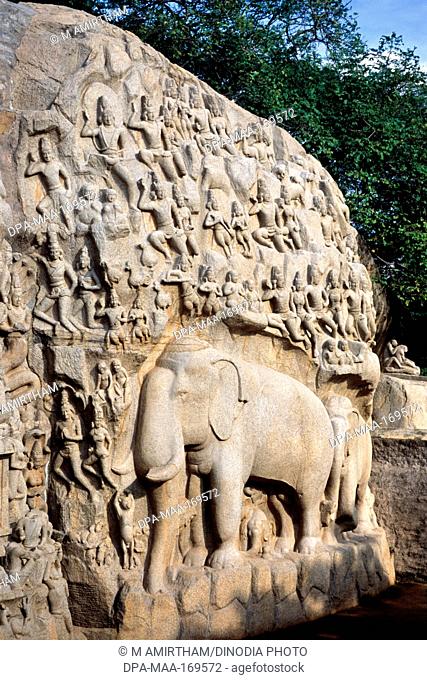 Arjunas penance in Mahabalipuram Mamallapuram , Tamil Nadu , India