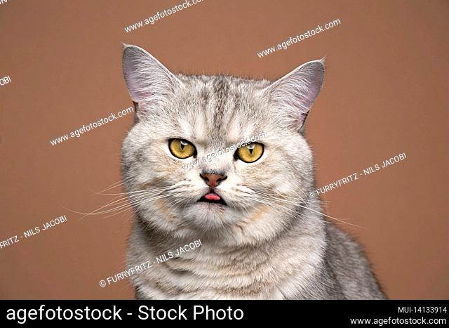 cute fluffy silver atbby british shorthair cat blep portrait sticking out tongue on brown background