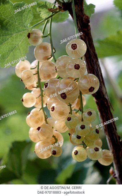 European Gooseberry (Ribes grossularia or Ribes uva-crispa), Grossulariaceae