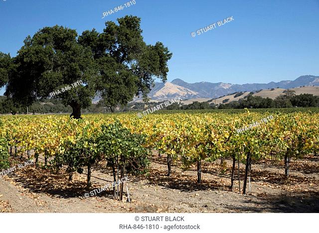 Firestone Winery vineyards, near Los Olivos, Santa Ynez Valley, Santa Barbara County, California, United States of America, North America