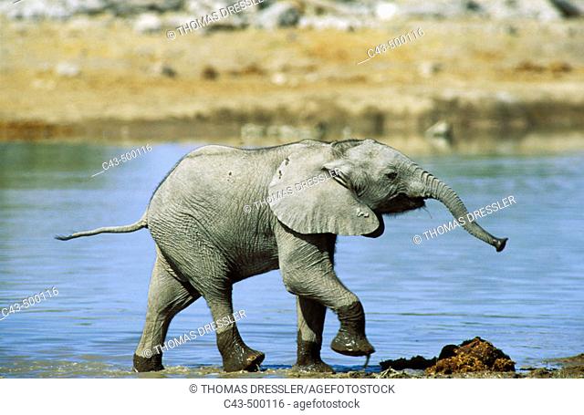 African Elephant (Loxodonta africana); calf having fun at a waterhole. Etosha National Park, Namibia