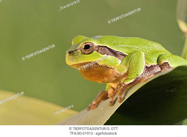 tree frog on leaf