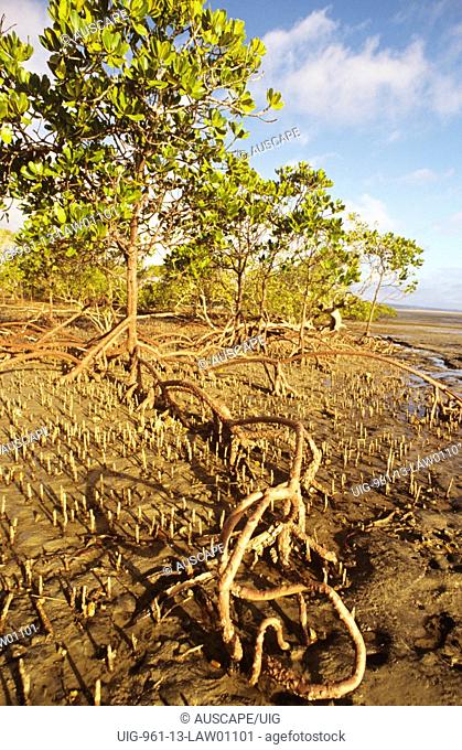 Stillt-rooted mangrove, Fraser Island shore of Great Sandy Strait, Queensland, Australia