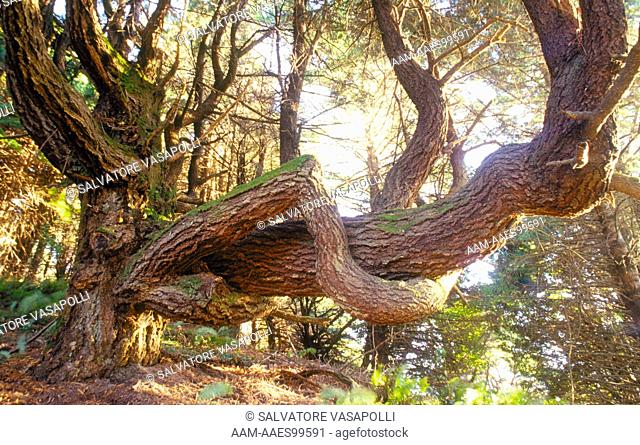 'Lingham Tree' a Briny Krummholz Spruce grows in an odd shape in the Sinkyone Wilderness State Park, Mendocino County, Northern Coastal California