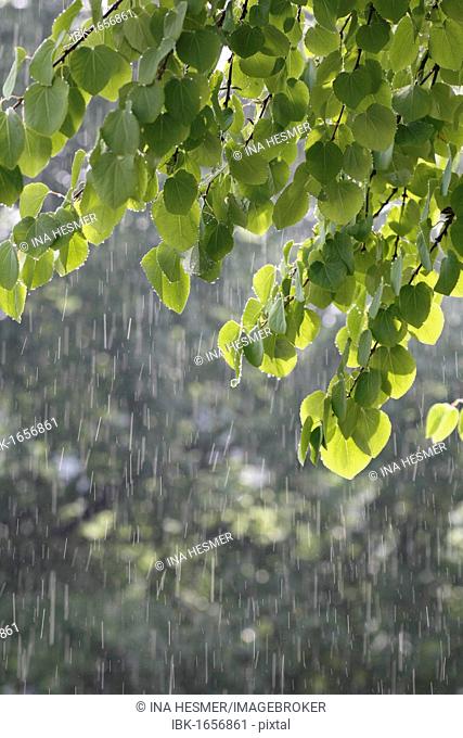 Katsura tree (Cercidiphyllum) during a summer rain