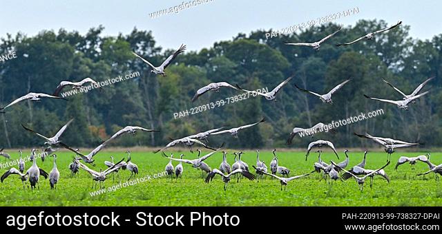 12 September 2022, Brandenburg, Reitwein: Cranes (Grus grus) resting on a field in the Oderbruch in East Brandenburg. In autumn