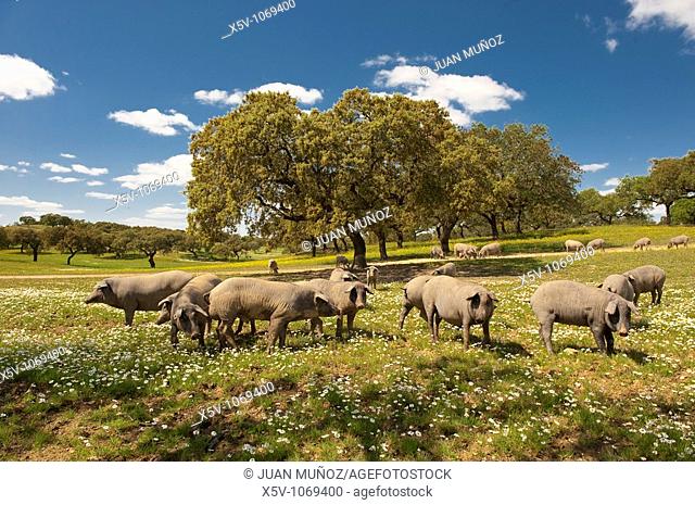 Iberian pig in the meadow of oaks. Huelva. Andalucia. Spain