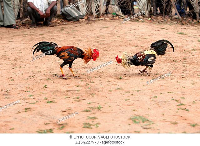 Cock fight, a traditional sports entertainment of tribals, Gond tribe, Muriyan Village, Chhattisgarh, India