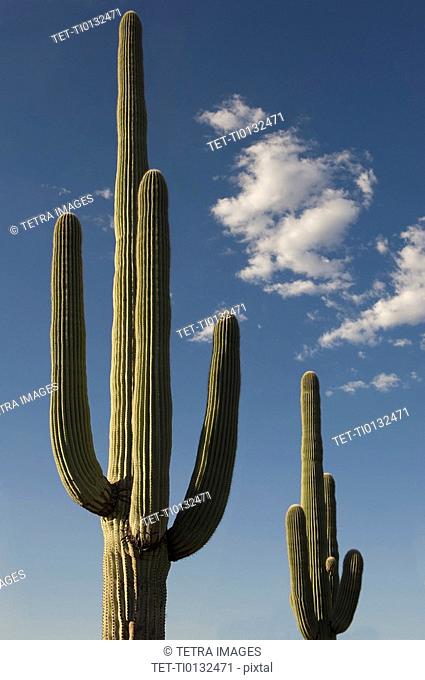 Saguaro Cactus plants against blue sky