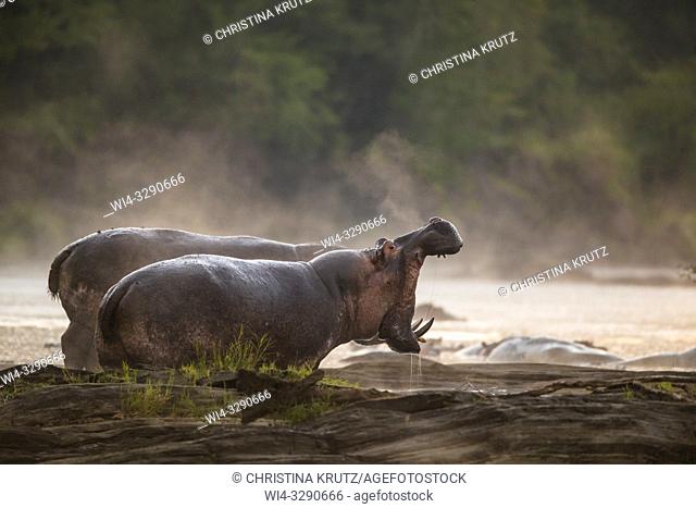 Hippopotamus (Hippopotamus amphibus) standing on the edge of the Olare Orok River, Maasai Mara National Reserve, Kenya, Africa