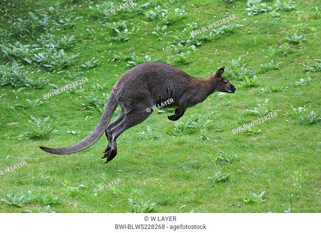 red-necked wallaby, Bennett's Wallaby Macropus rufogriseus, Wallabia rufogrisea, jumping, Australia