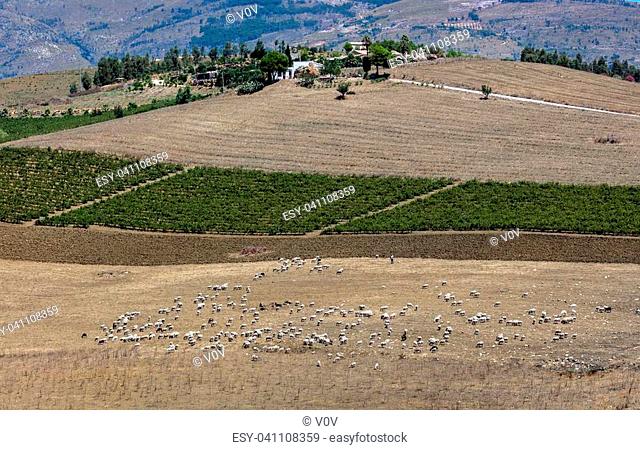 Flock of cattle on the field near Segesta, Sicily